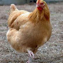 They say I have A.D.D. but they just don't unders- Oh my god! A Chicken!