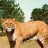 Ligers Are Bred for Their Magic