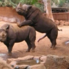 randy rhinos