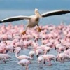 flamencos y pelicanos