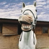 Smile Like a Race Horse