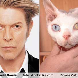 Bowie Covers
