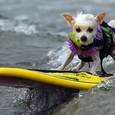 surf!