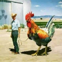 Punky Rooster