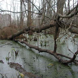 Swampy