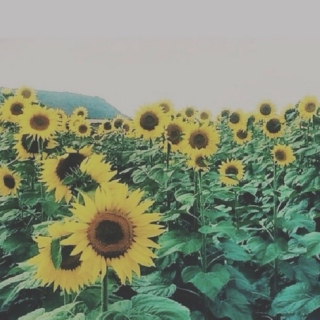 warm sun, flower fields