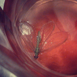 i killed the only dragonfly in town with leftover jello shooters this one time