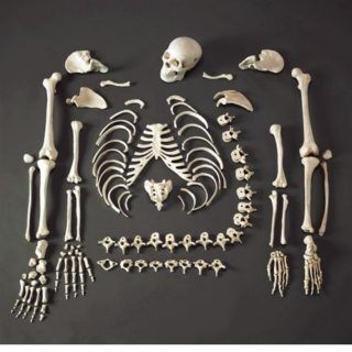 skeletunes