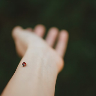 tiny happy ladybug noises