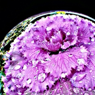 purple rain 