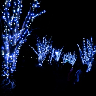 pretty lights on the tree, i'm watching them shine