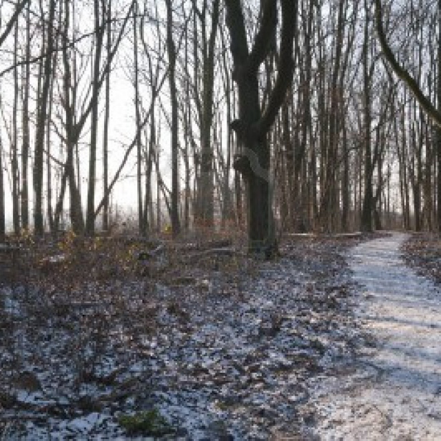 Walking Through the Woods on a Cold Afternoon