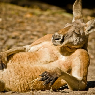 relaxing kangaroo