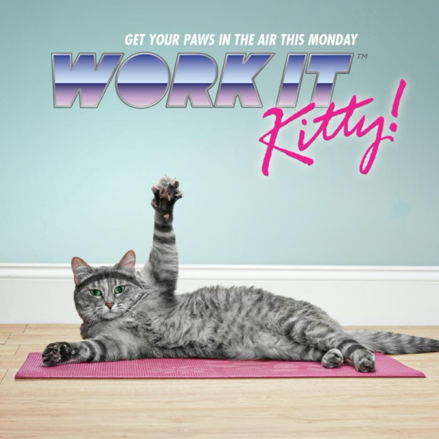 workout it kitty!