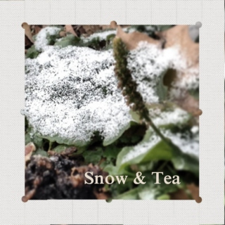 Snow & Tea