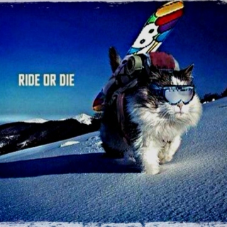 Ride or Die!