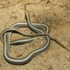 desert snake on hot sand.