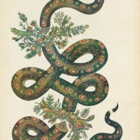 the thirteen snakes
