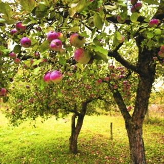 If I had an orchard