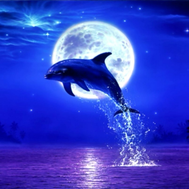 Moon Dolphin