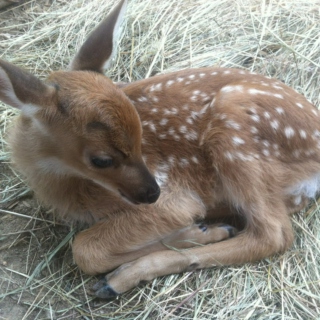 delicate fawns