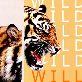 wild will