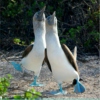 For the Dance of the Blue-Footed Boobies