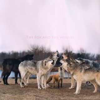 The Fox and the Wolves