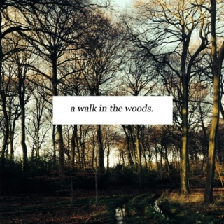 a walk in the woods