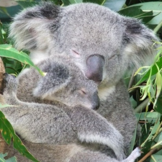 Koala Wombat Love Story