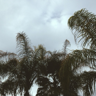 palm tree breeze