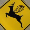 When Deer Fly