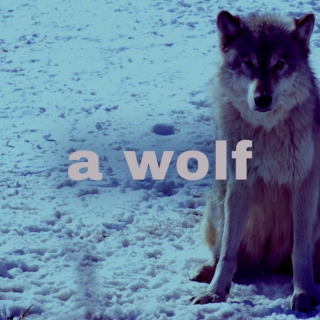 A. wolf