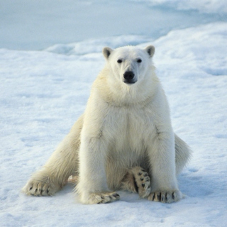 Día Internacional del Oso Polar/International Polar Bear Day