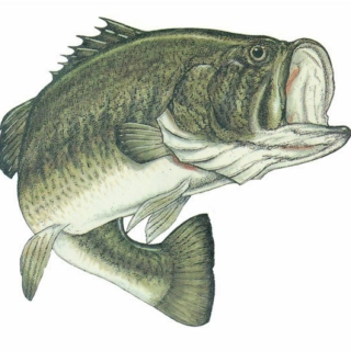 Bass (not the fish)