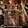 (Bird) Cage