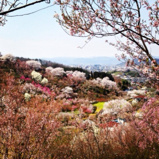 Fukushima Spring 2014