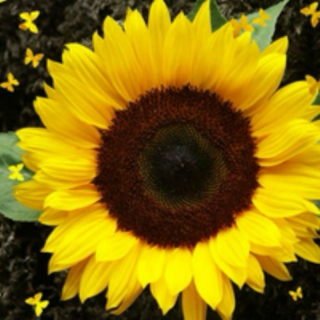lovely heart's sunflower