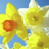 Daffodils and Blue Skies