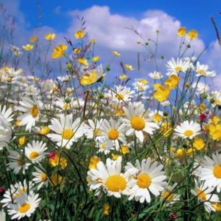in a field of daisies