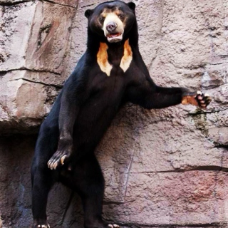 sun bears are cooler than your music