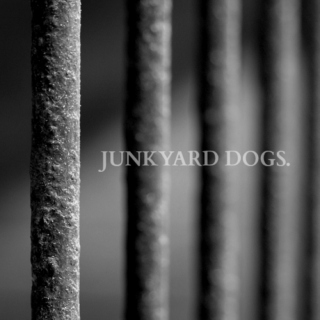junkyard dogs.
