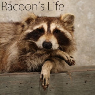 Annie The Racoon Life