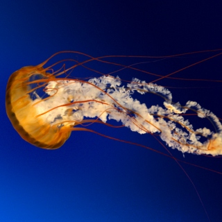 Jellyfish mode