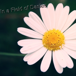 In a Field of Dasies