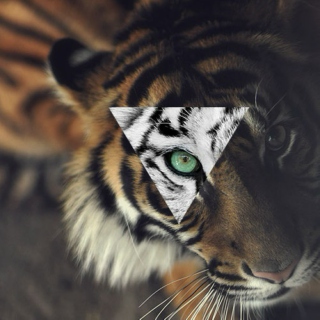 the eye of the tiger 