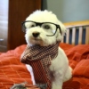 Hipster Dog