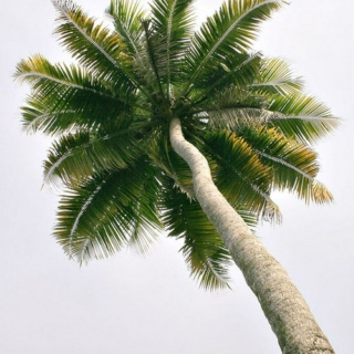 palm treeessss