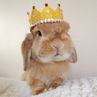 Prince Pretty-Bunny