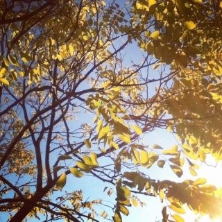 Sky Through the Leaves